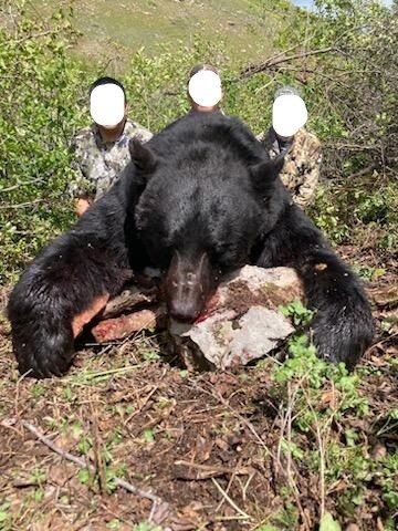 Frühjahrsjagd auf Schwarzbär - Crow-Reservat - Montana - USA