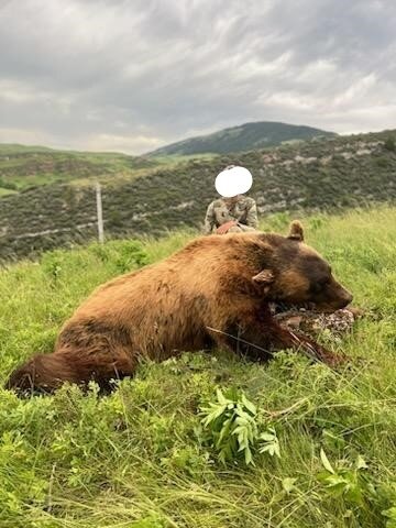 Frühjahrsjagd auf Schwarzbär - Crow-Reservat - Montana - USA - Bild 2