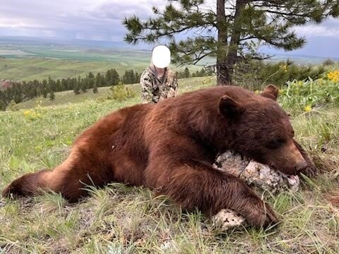 Frühjahrsjagd auf Schwarzbär - Crow-Reservat - Montana - USA - Bild 3
