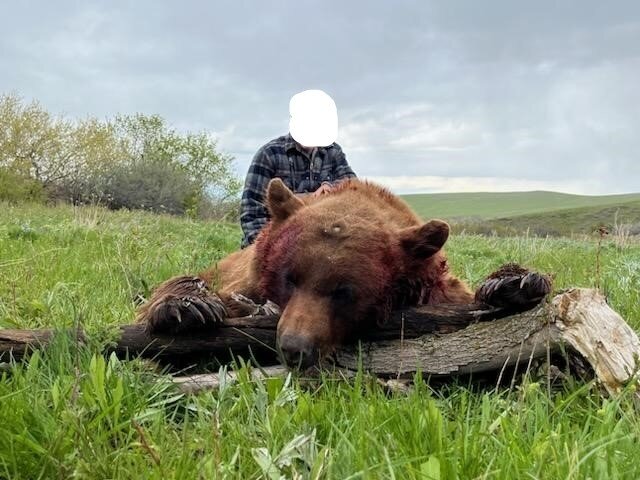 Frühjahrsjagd auf Schwarzbär - Crow-Reservat - Montana - USA - Bild 4