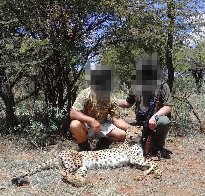 Gepard - Namibia - Bild 2