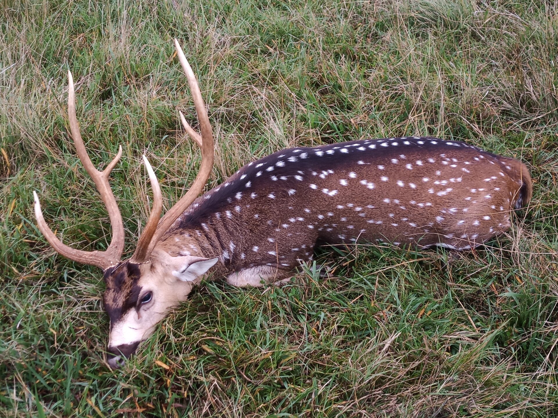 Großwild-Kombo / Argentinien - Bild 4