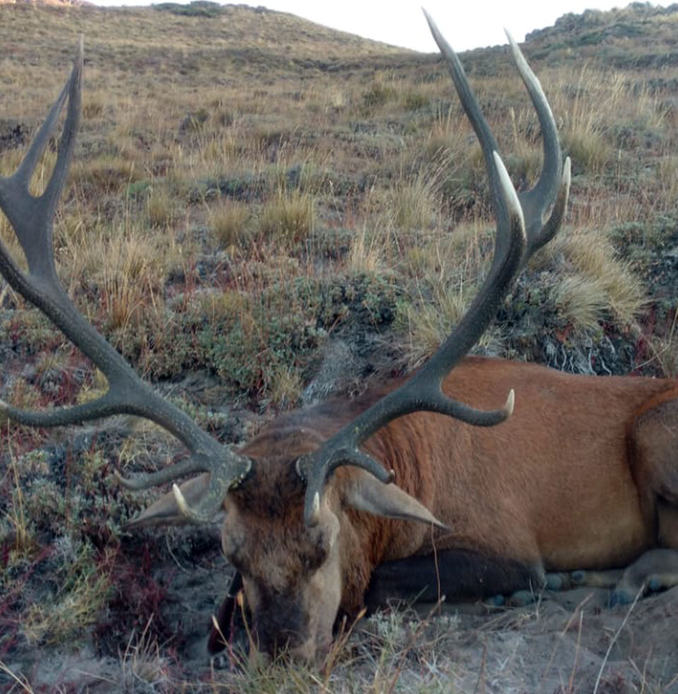 Kapitale Rothirsche in Patagonien waidwerken - Argentinien - Bild 1