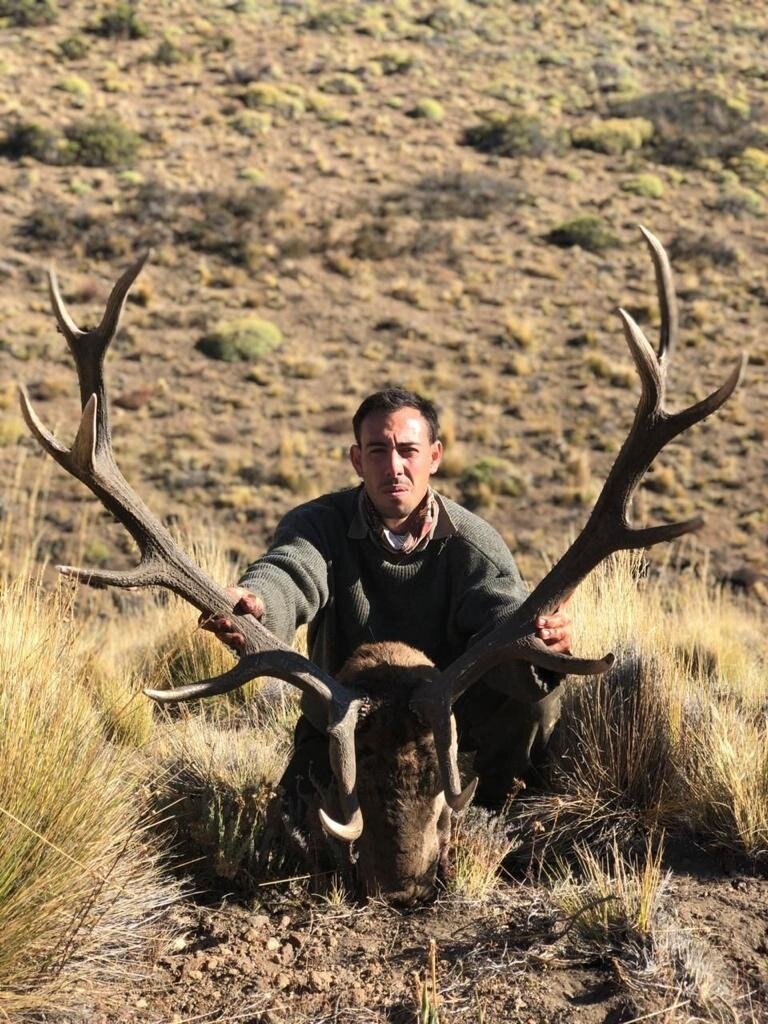 Kapitale Rothirsche in Patagonien waidwerken - Argentinien - Bild 2
