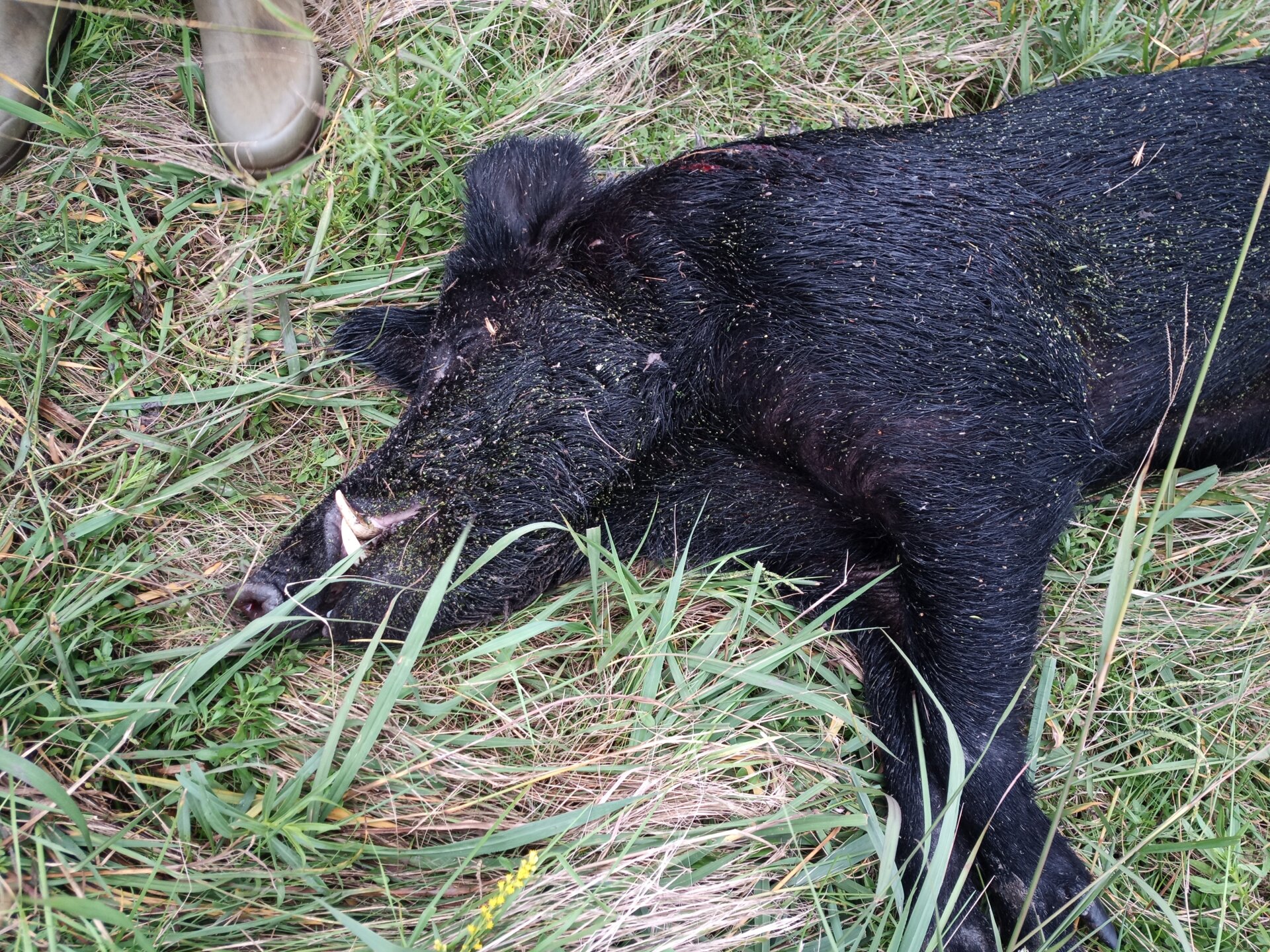 Keiler / Argentinien - Bild 2