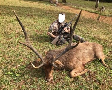 Rusahirsch - Mauritius - Bild 3