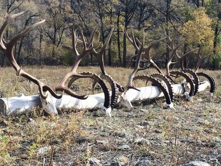 Steinbock Kasachstan