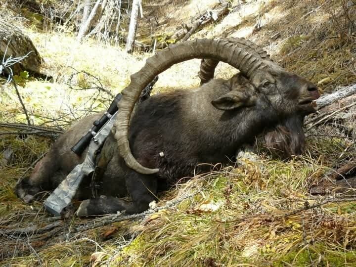 Steinbock Kasachstan