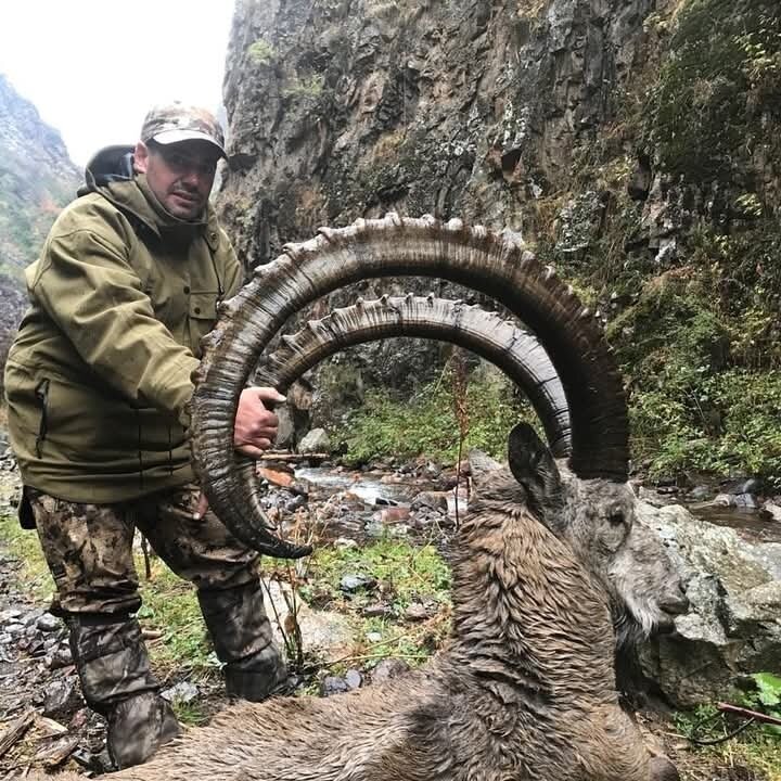 Maral & Sibirischer Steinbock