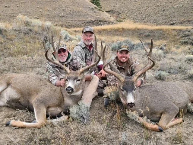 Maultierhirsch (Muledeer) Alberta - Kanada