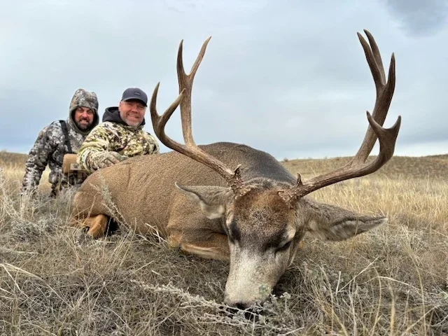 Maultierhirsch (Muledeer) Alberta - Kanada - Bild 2