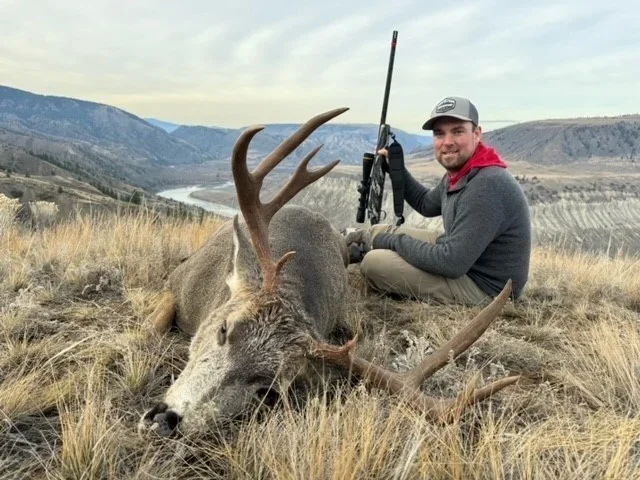 Maultierhirsch (Muledeer) Alberta - Kanada - Bild 3
