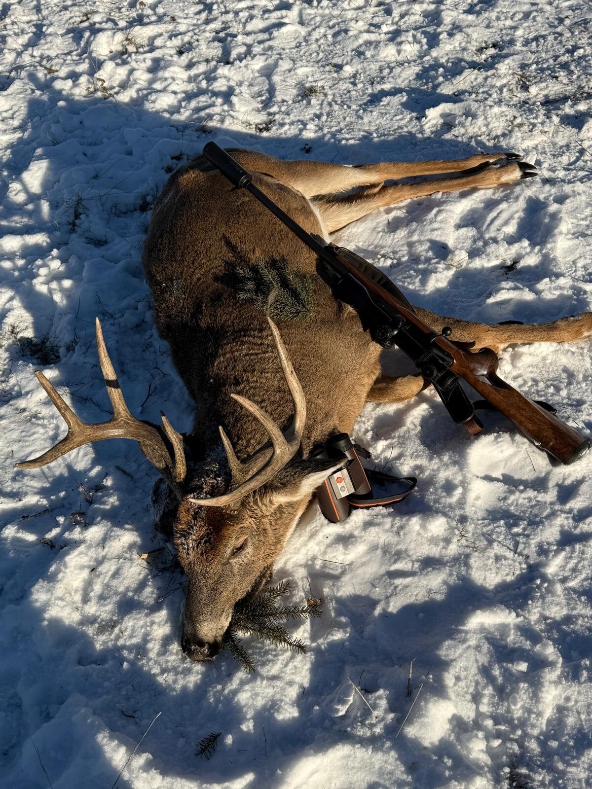 Maultier- oder Weissewedelhirsch - Saskatechwan - Kanada - Bild 1