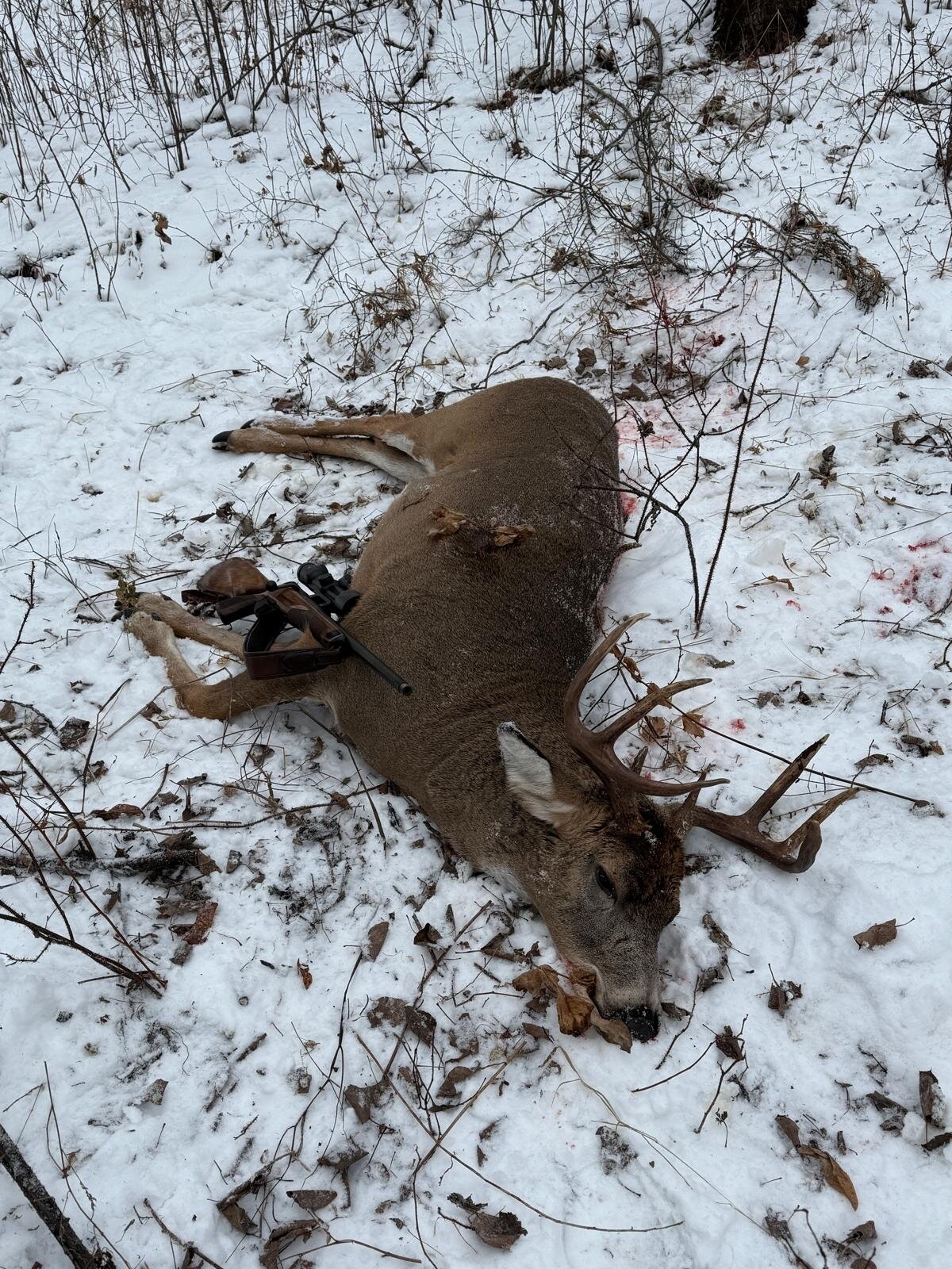 Maultier- oder Weissewedelhirsch - Saskatechwan - Kanada - Bild 2