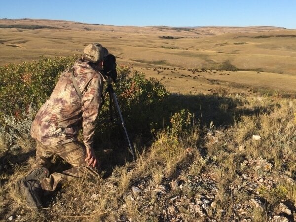 Pronghorn/Bison-Kombo - Crow Reservat/Montana/USA - Bild 3