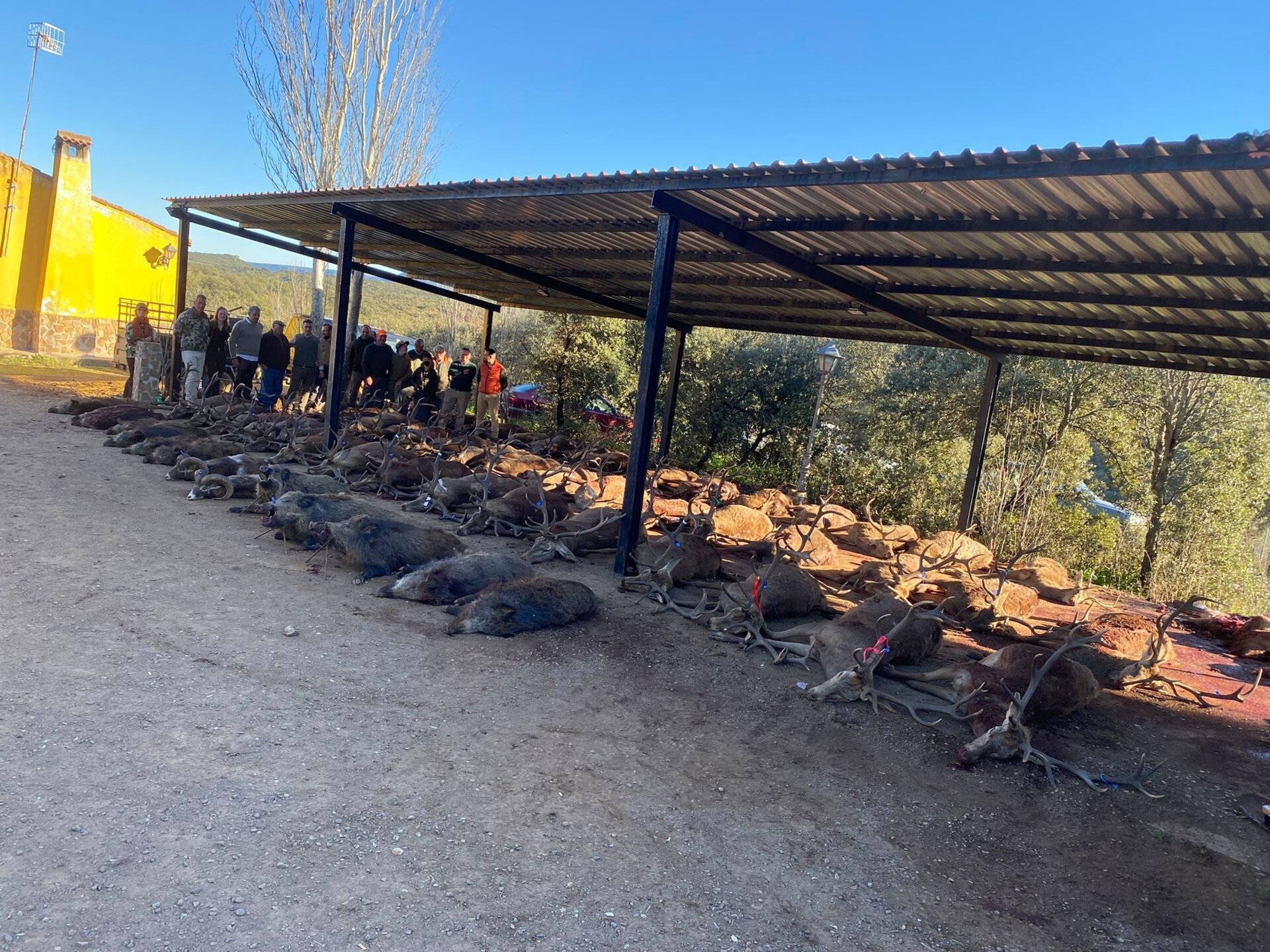 Monterias 2025/26 - Die spanische Drückjagdsaison