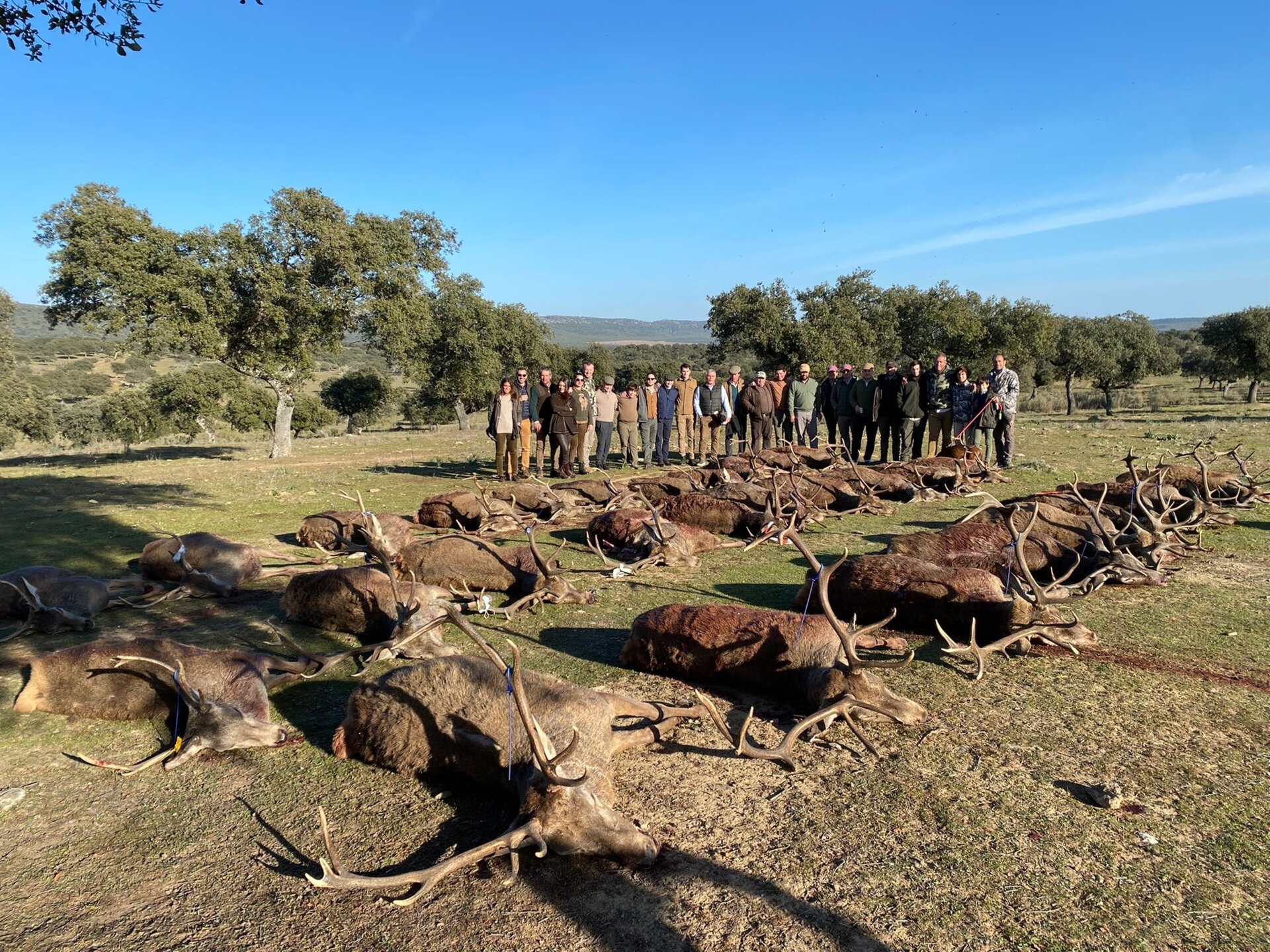 Monterias 2025/26 - Die spanische Drückjagdsaison - Bild 2