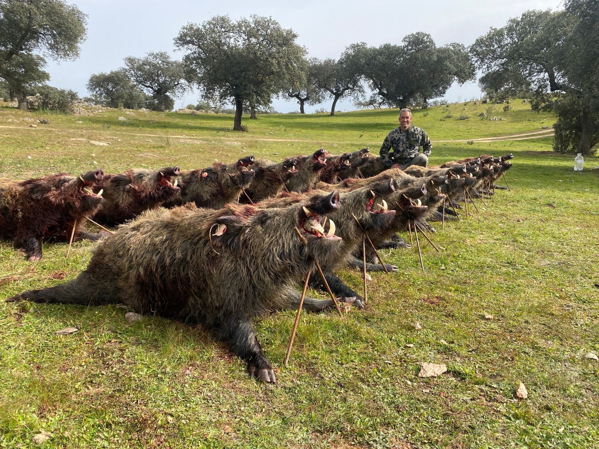 Monterias 2025/26 - Die spanische Drückjagdsaison - Bild 4