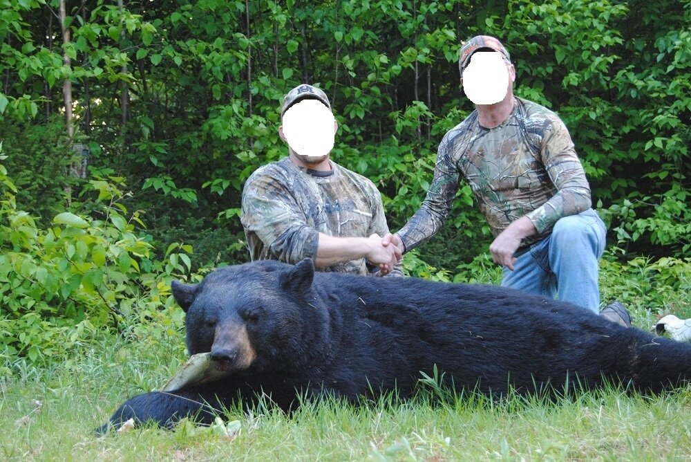 New Brunswick / Kanada - Schwarzbär