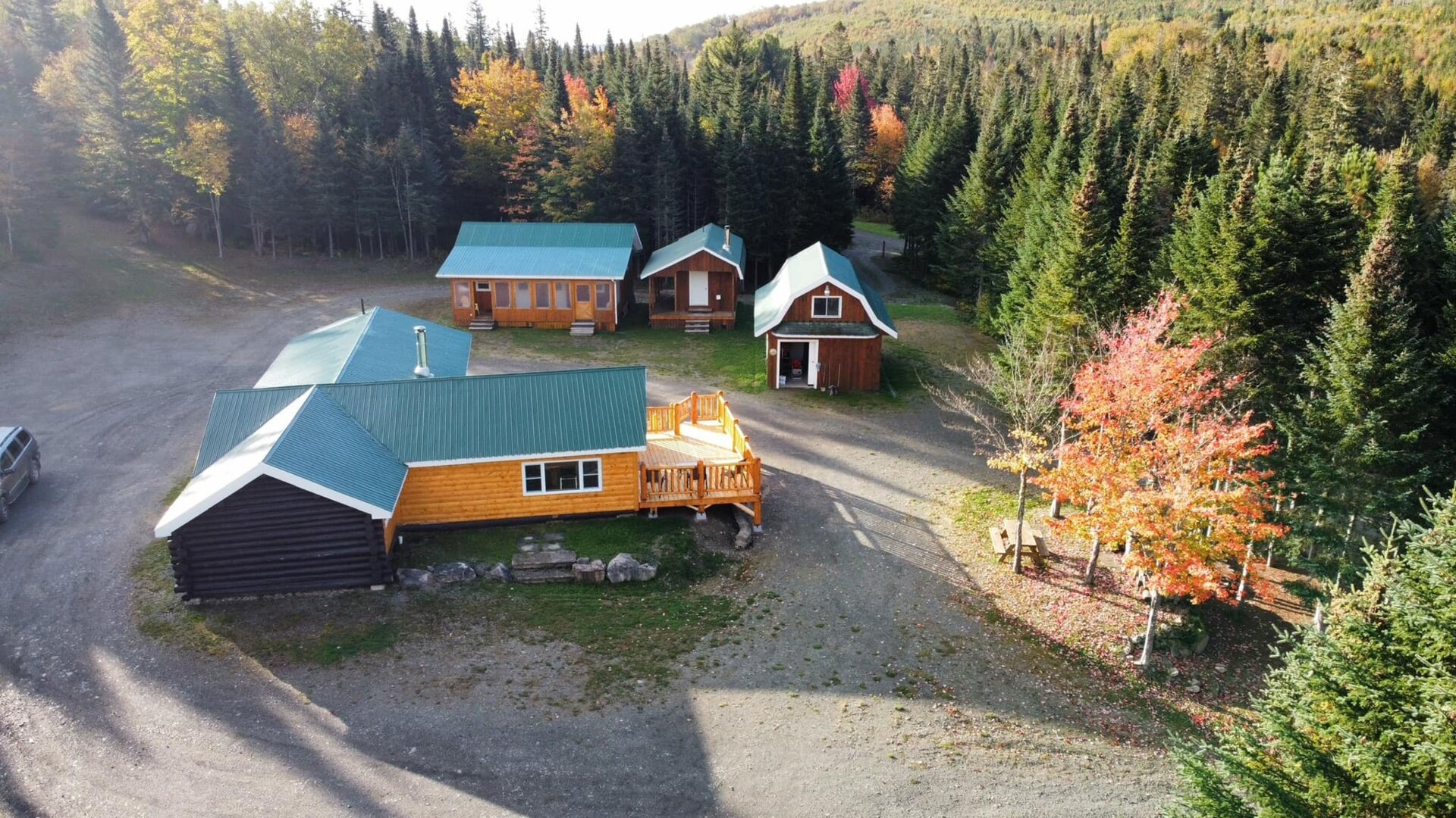 New Brunswick / Kanada - Schwarzbär - Bild 2