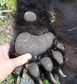 New Brunswick / Kanada - Schwarzbär - Bild 3