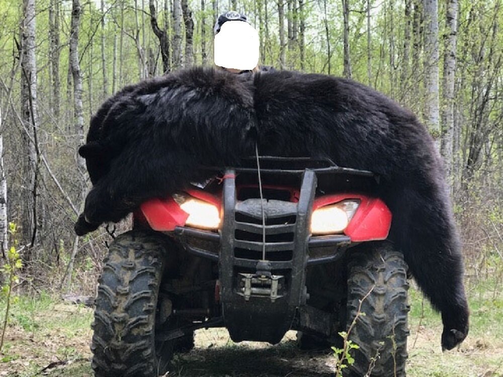 North Alberta Whitetail Camp / Kanada - Schwarzbär