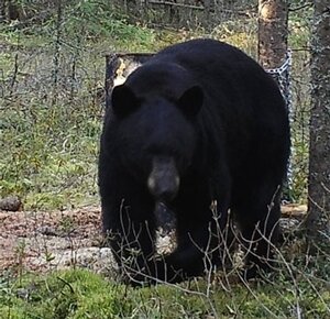 North Alberta Whitetail Camp / Kanada - Schwarzbär - Bild 2
