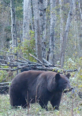 North Alberta Whitetail Camp / Kanada - Schwarzbär - Bild 4