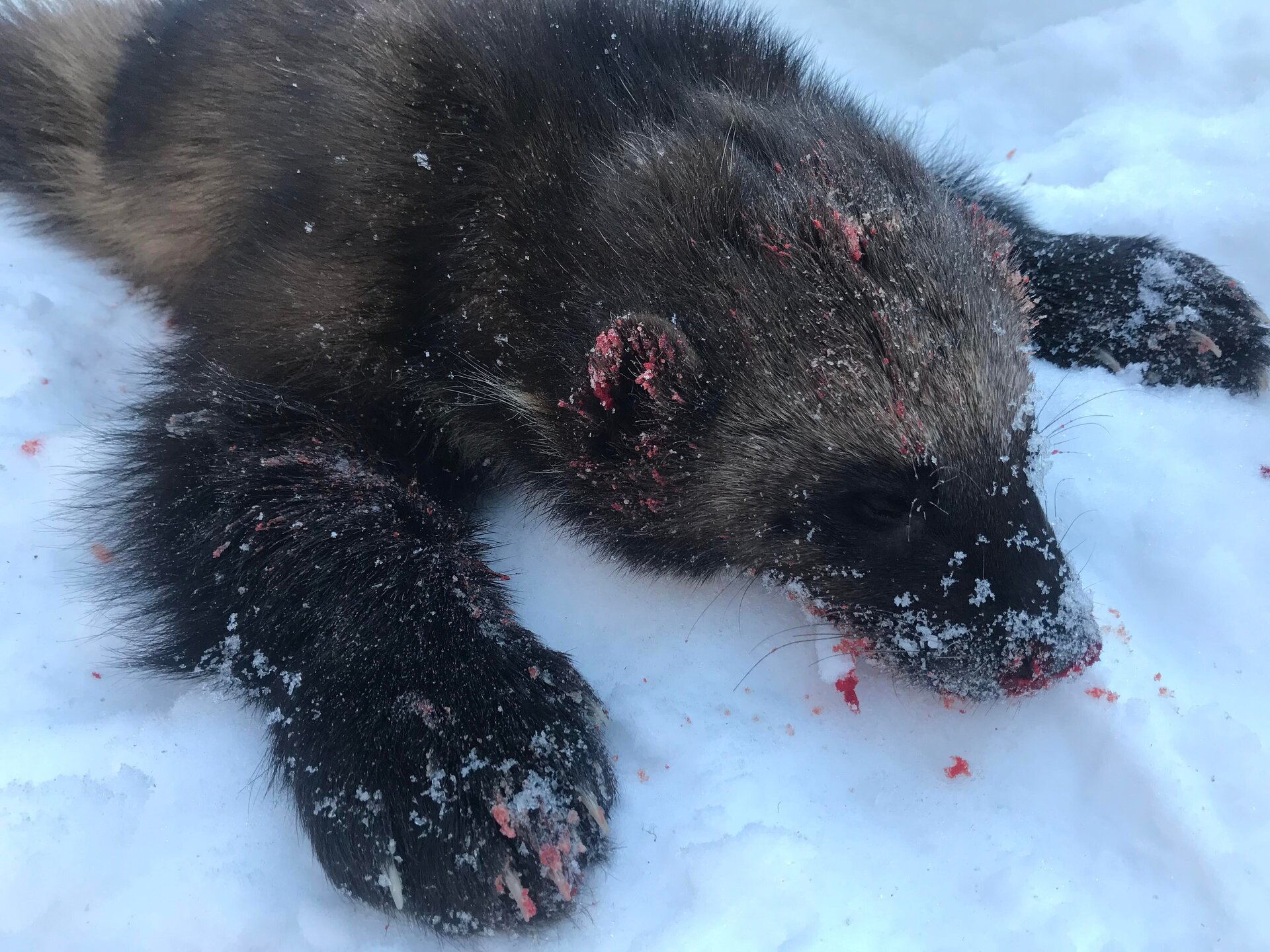 Trapline - Alberta/Kanada - Bild 2