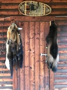 Trapline - Alberta/Kanada - Bild 3