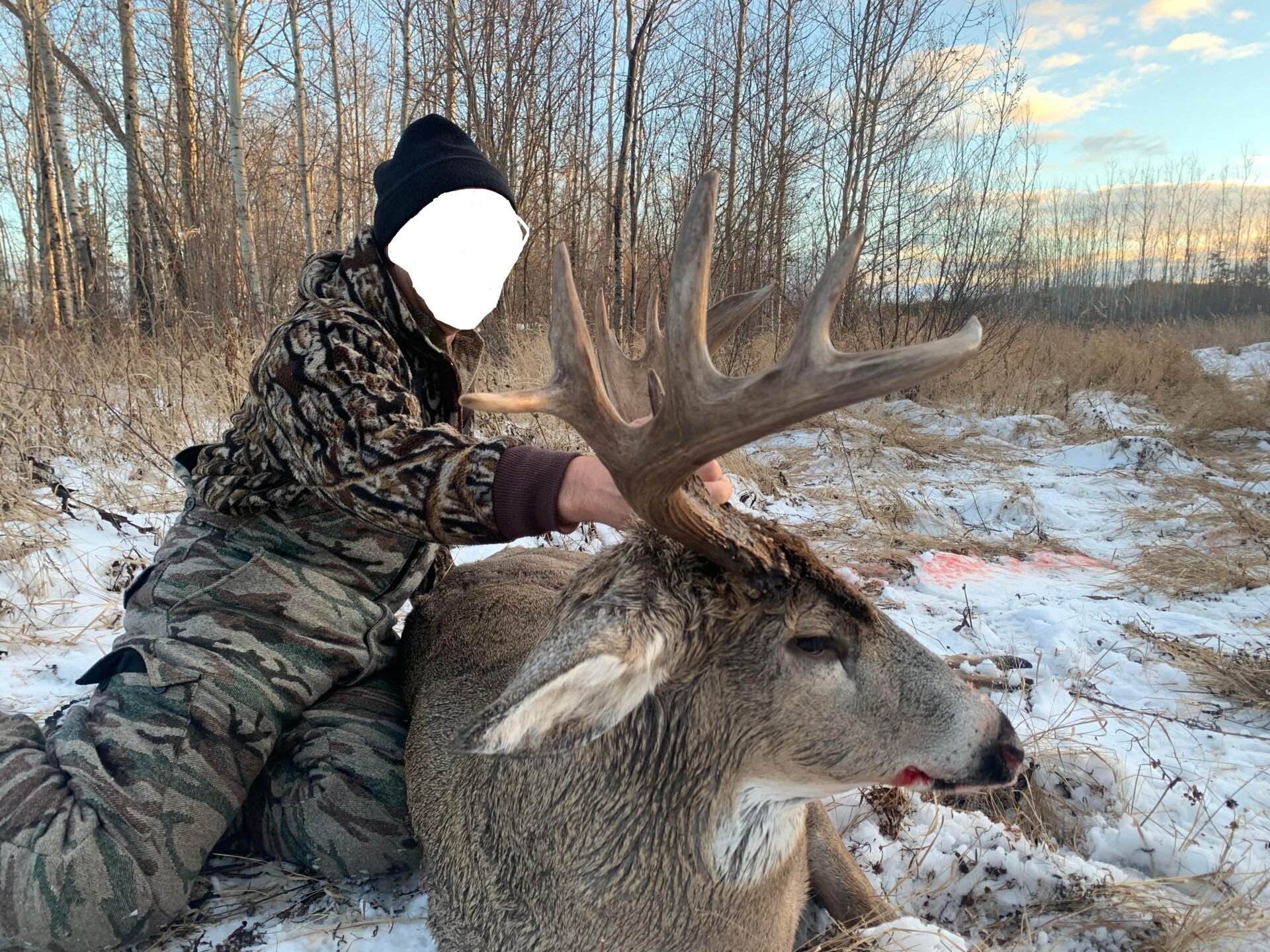 Weisswedelhirsch - Alberta / Kanada