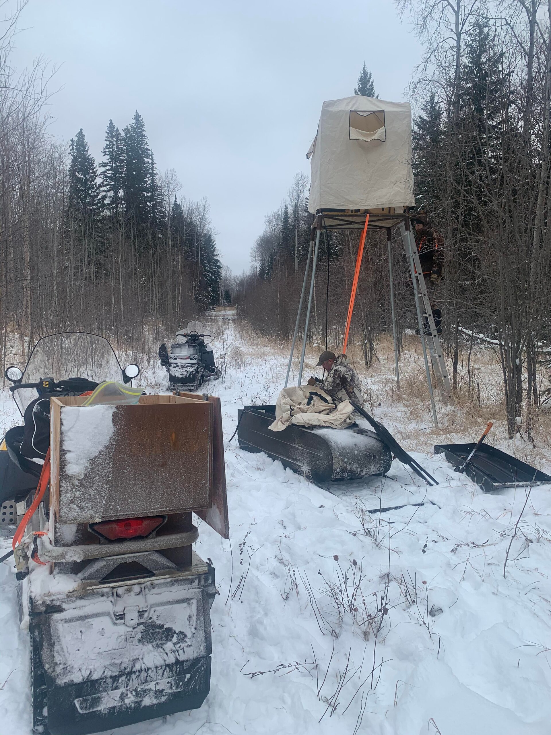 Weisswedelhirsch - Alberta / Kanada - Bild 2