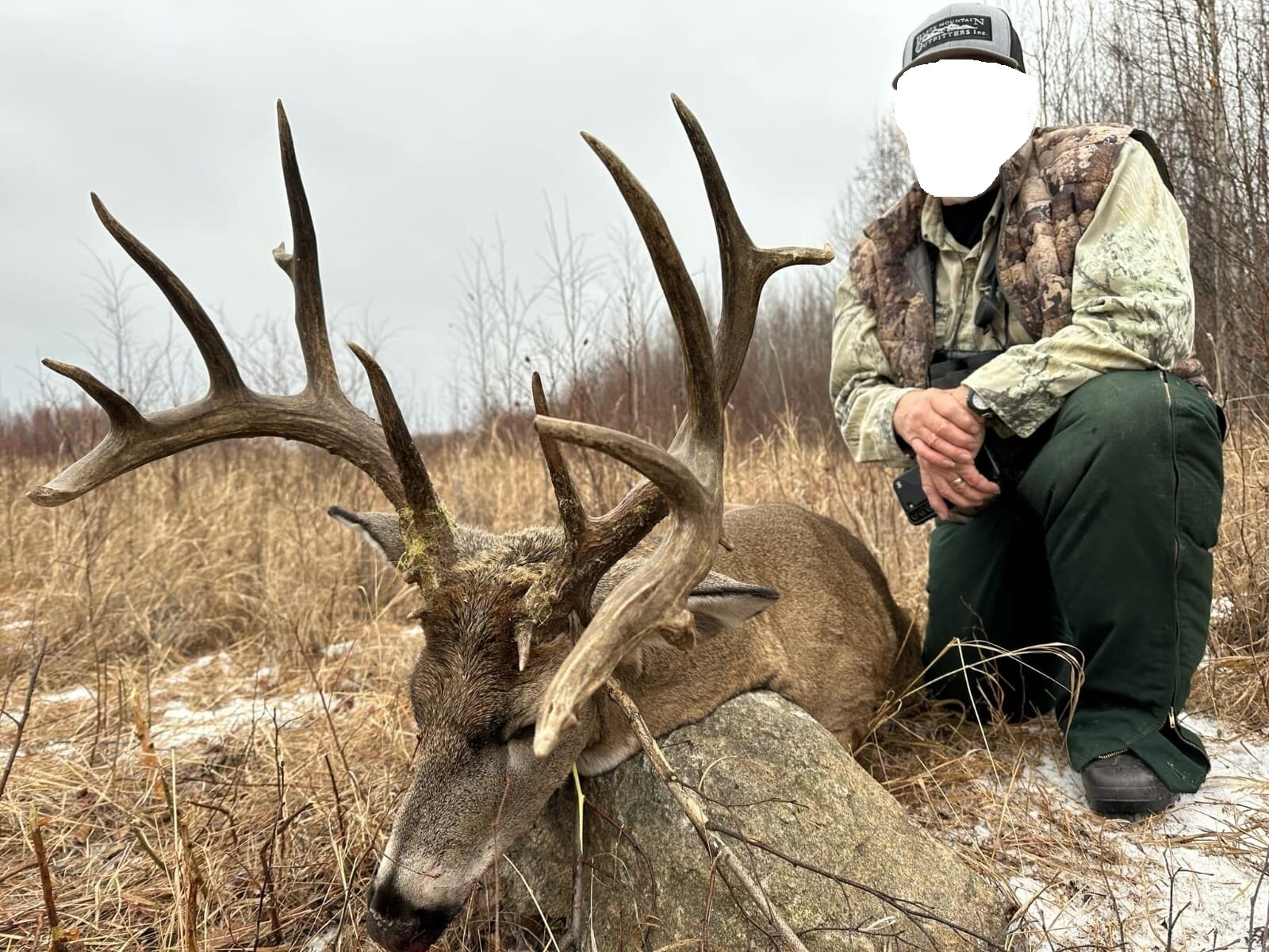 Weisswedelhirsch - Alberta / Kanada - Bild 3