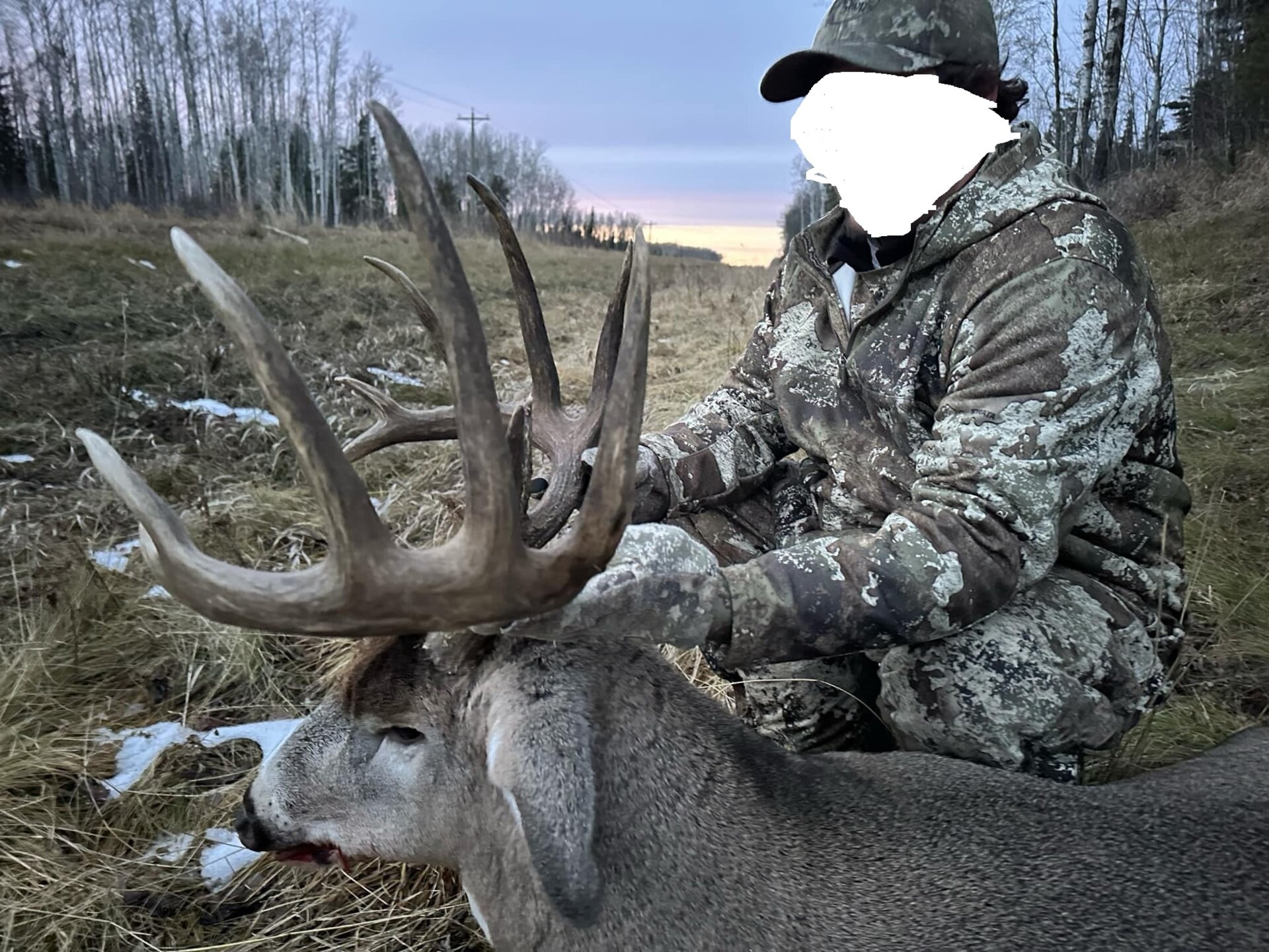 Weisswedelhirsch - Alberta / Kanada - Bild 4