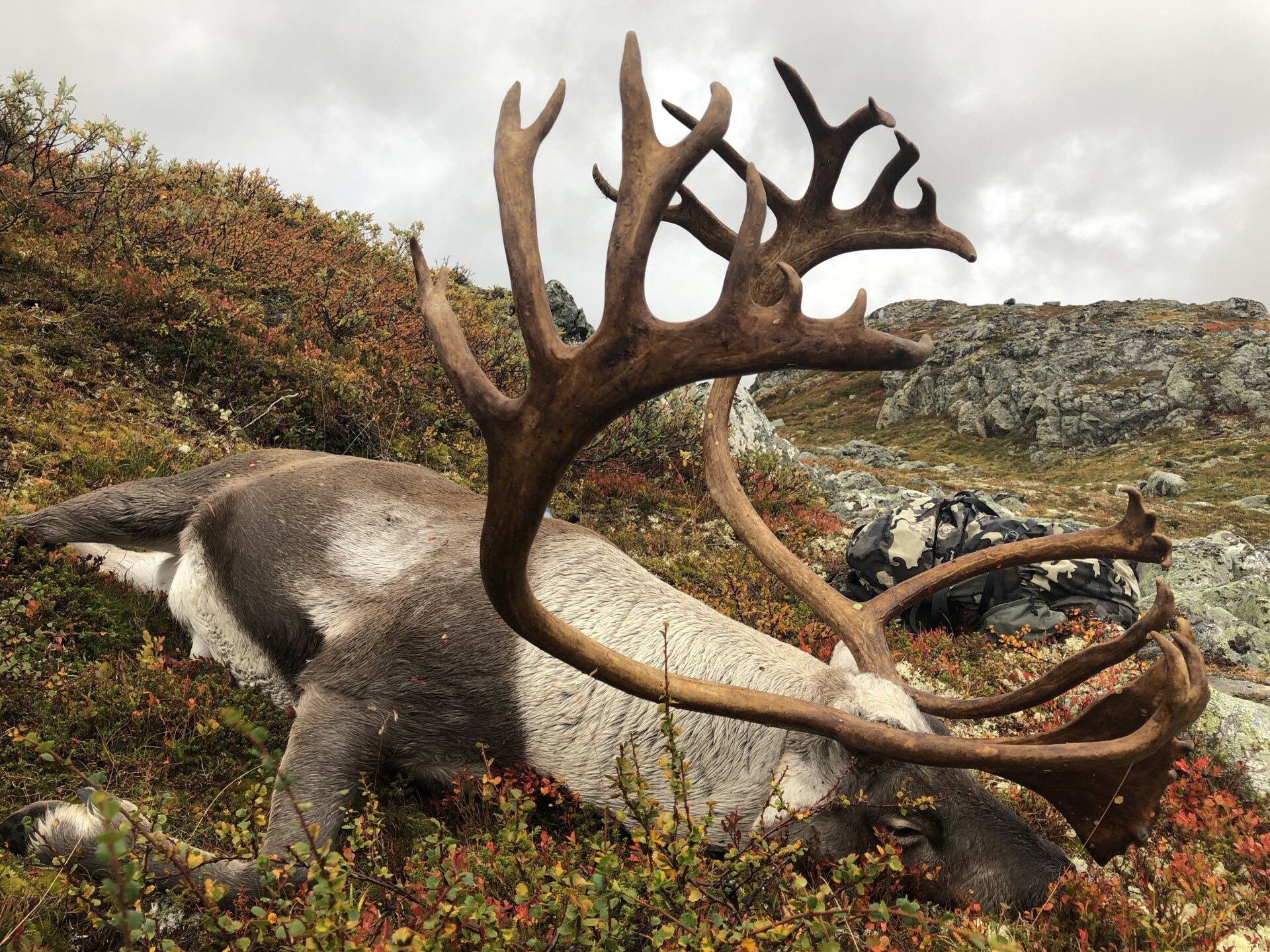 Wildrentier Norwegen