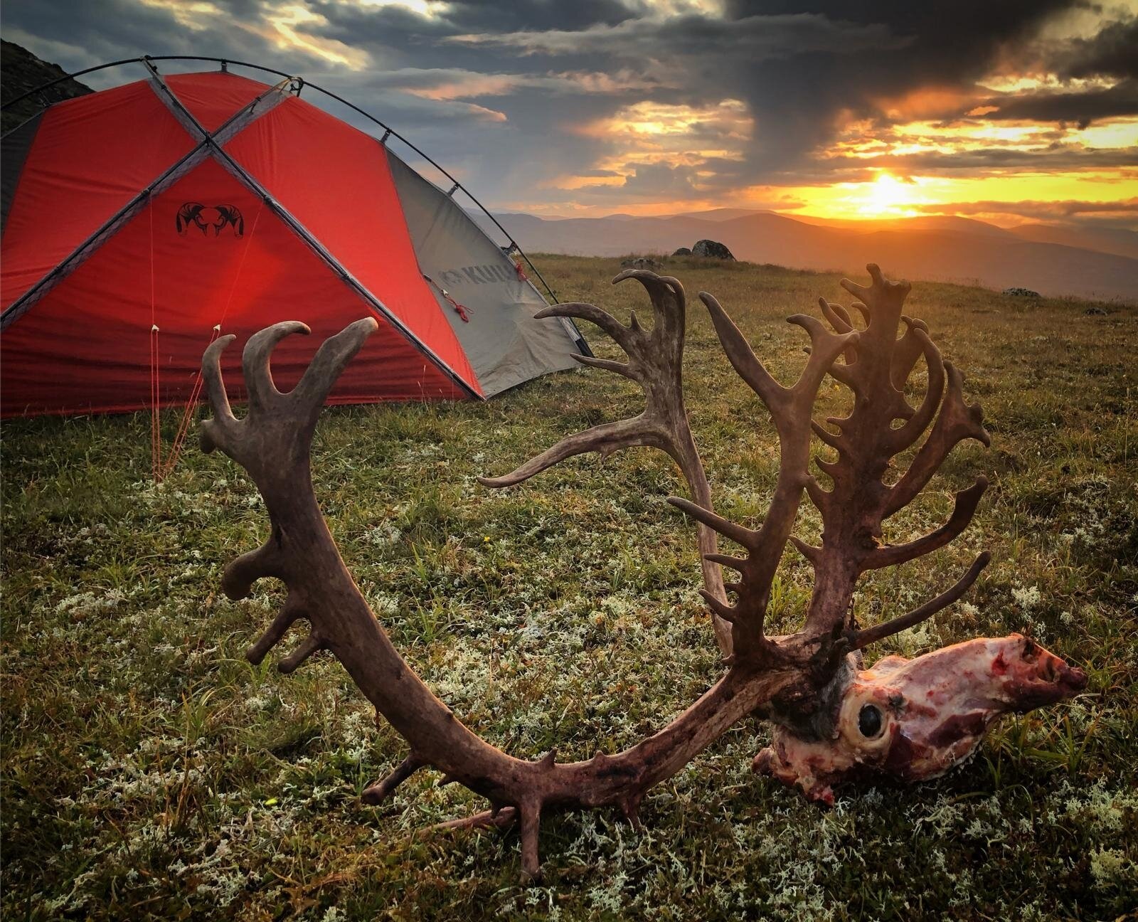 Wildrentier Norwegen