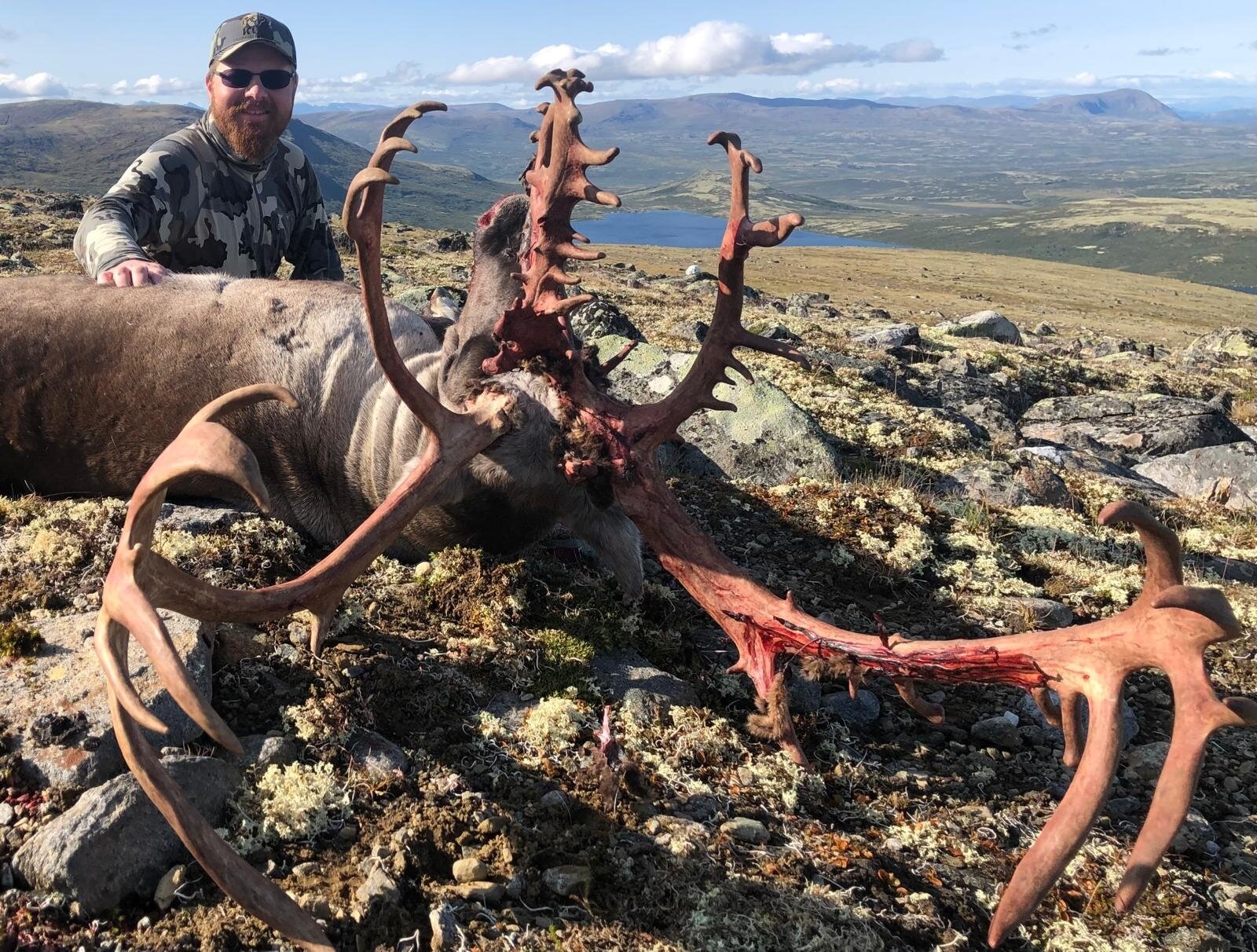 Wildrentier Norwegen