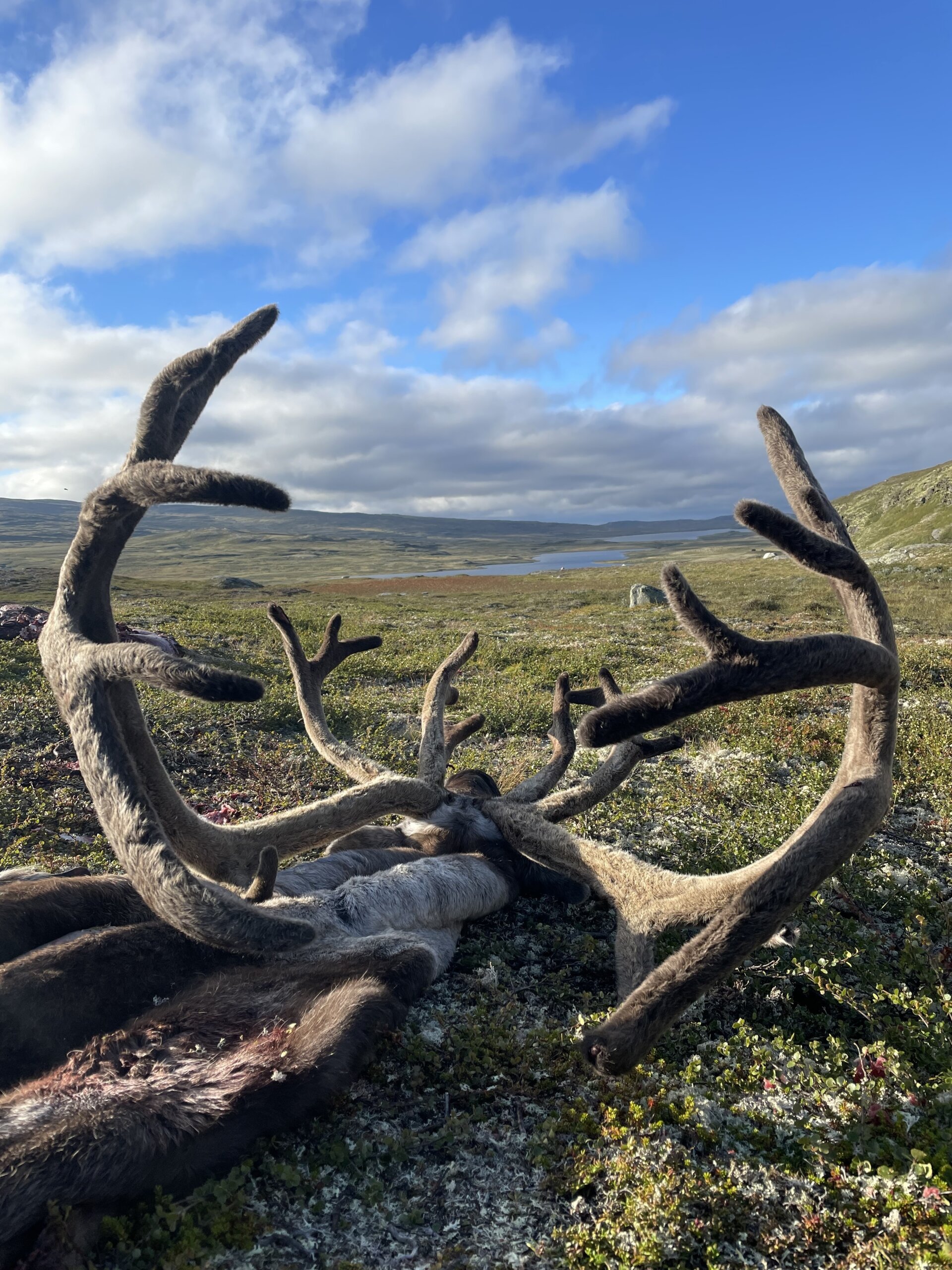Wildrentier Norwegen