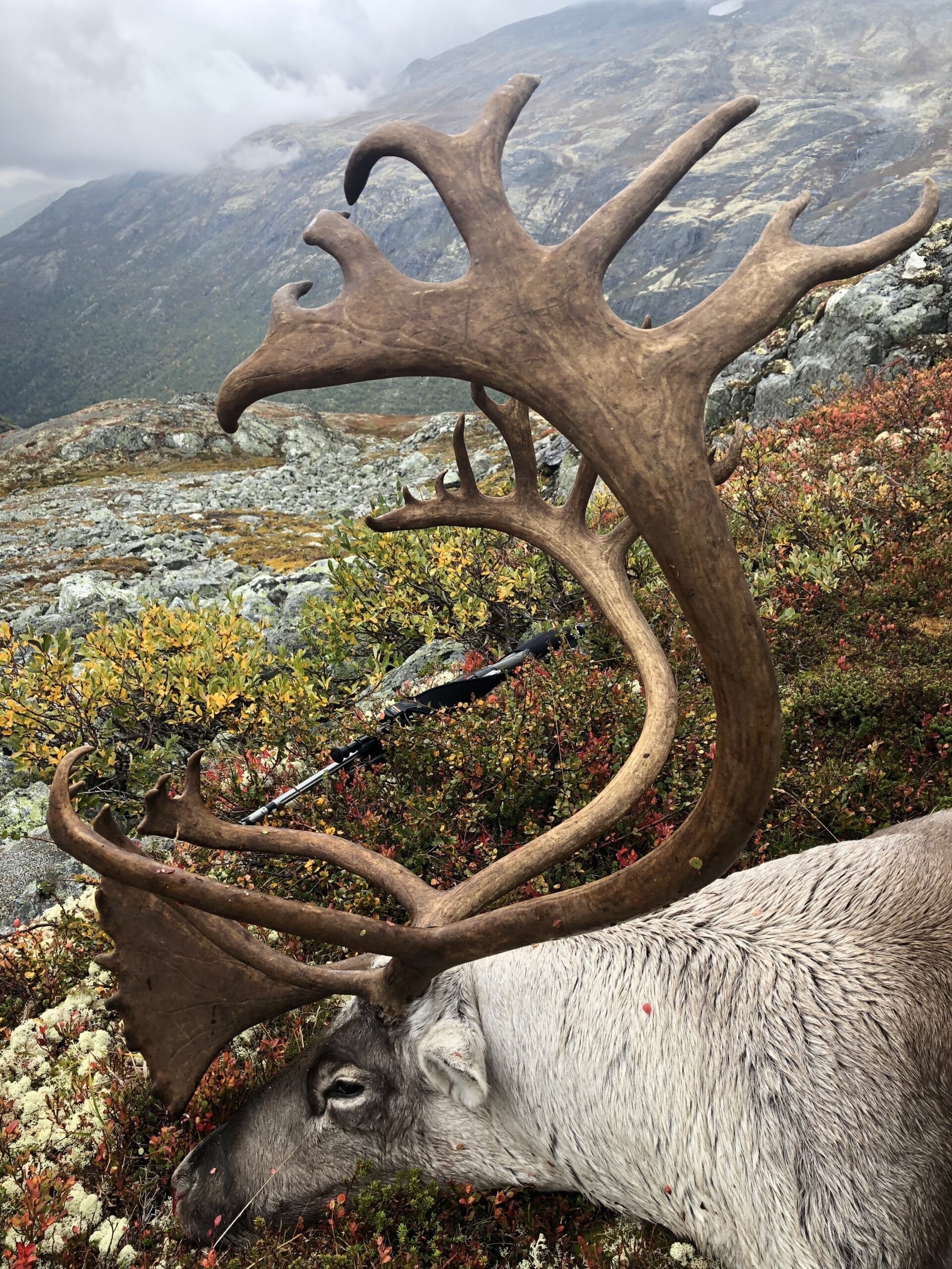 Wildrentier Norwegen