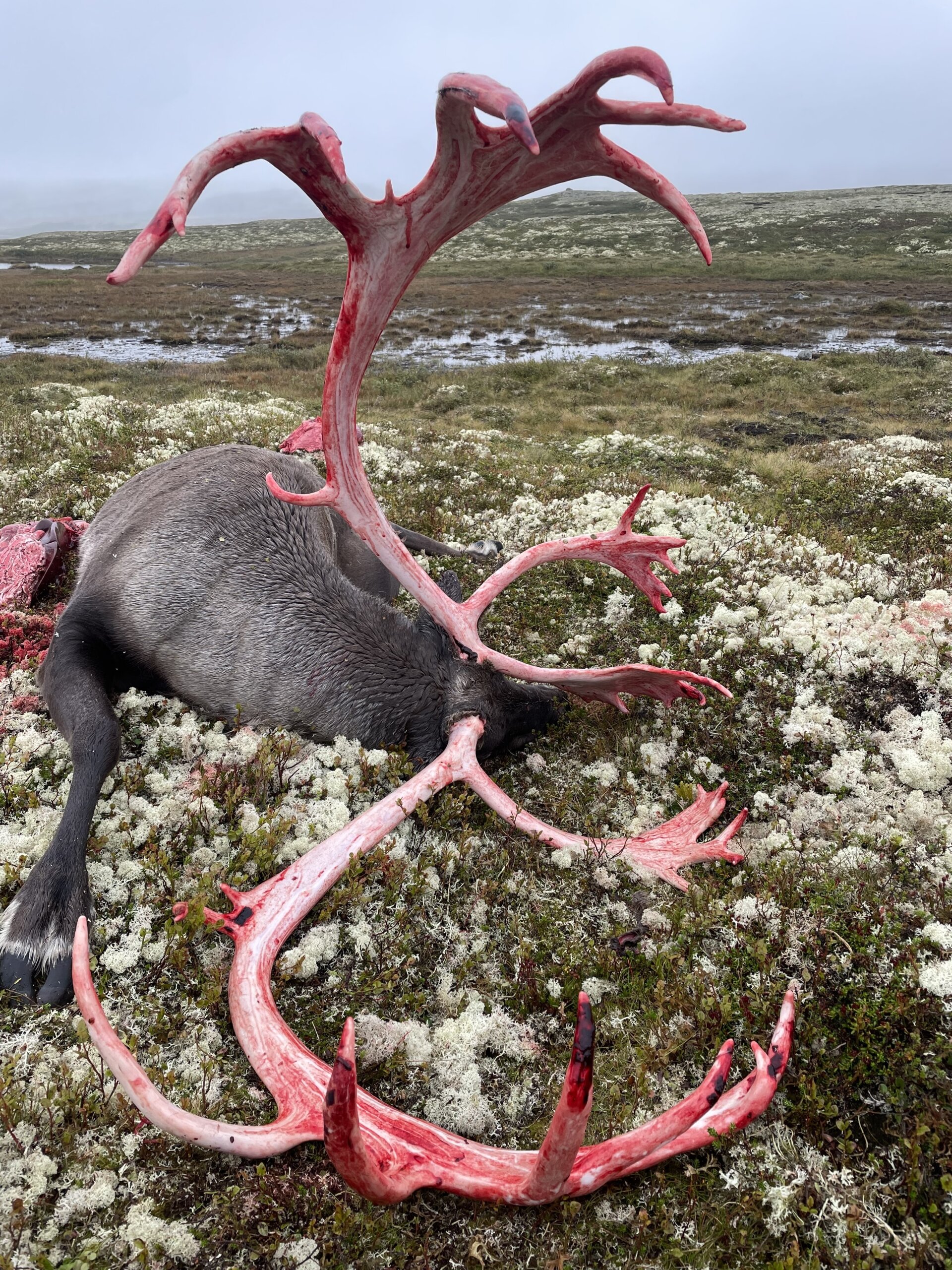Wildrentier Norwegen
