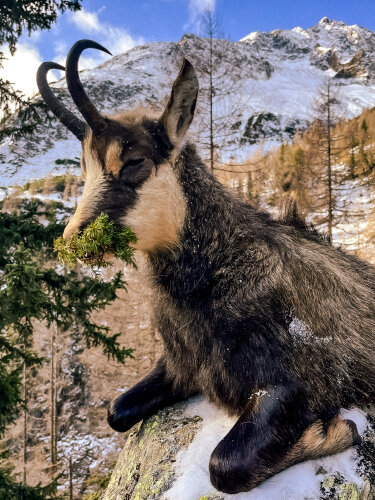 Gams-Jagd - Österreich