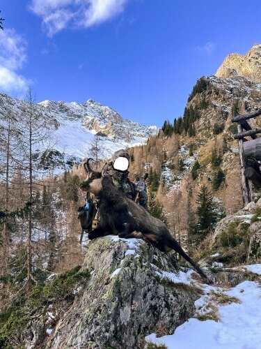 Gams-Jagd - Österreich - Bild 2