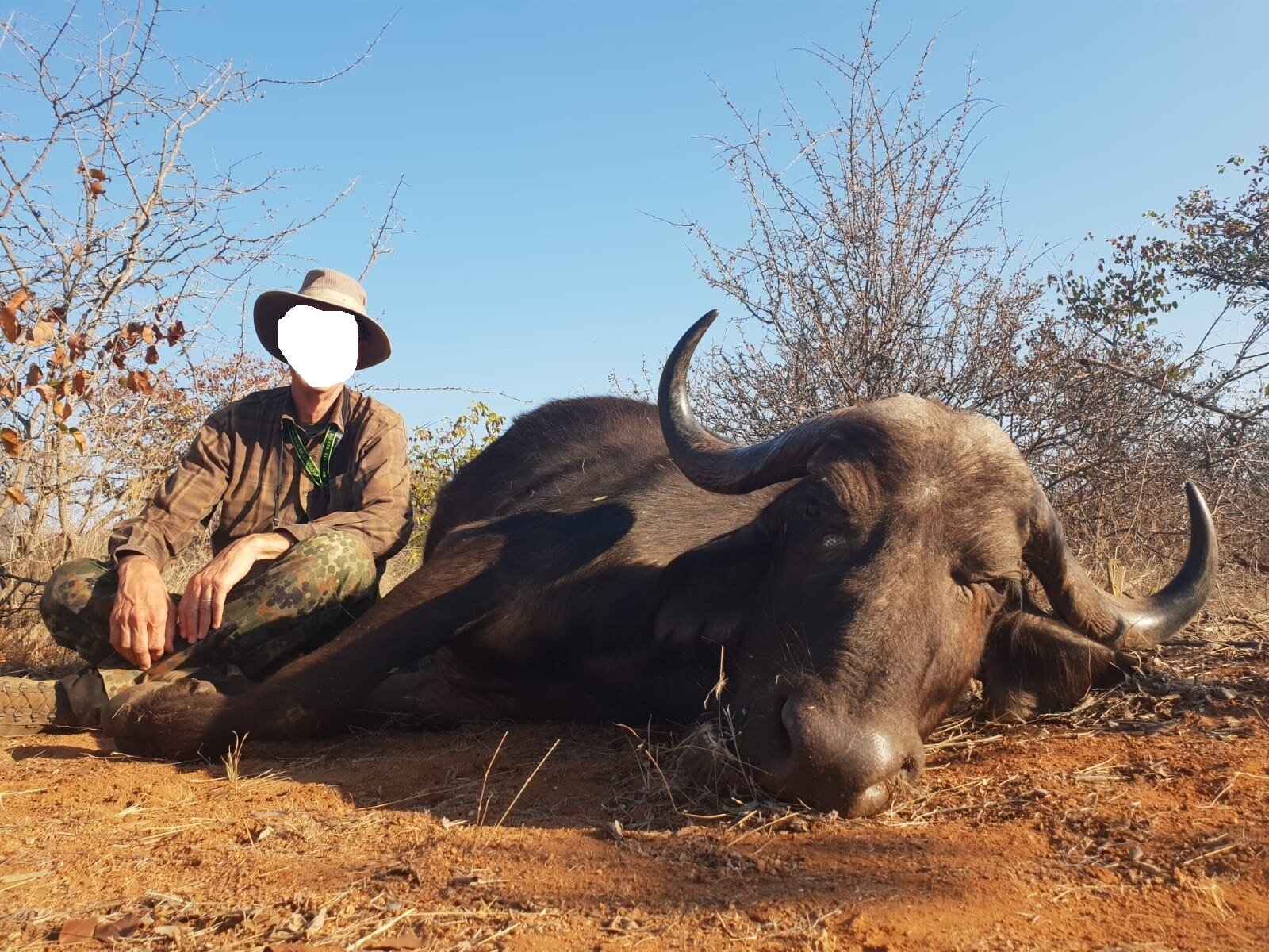 Jagd auf Büffelkuh im Limpopo Valley - Südafrika - Bild 2