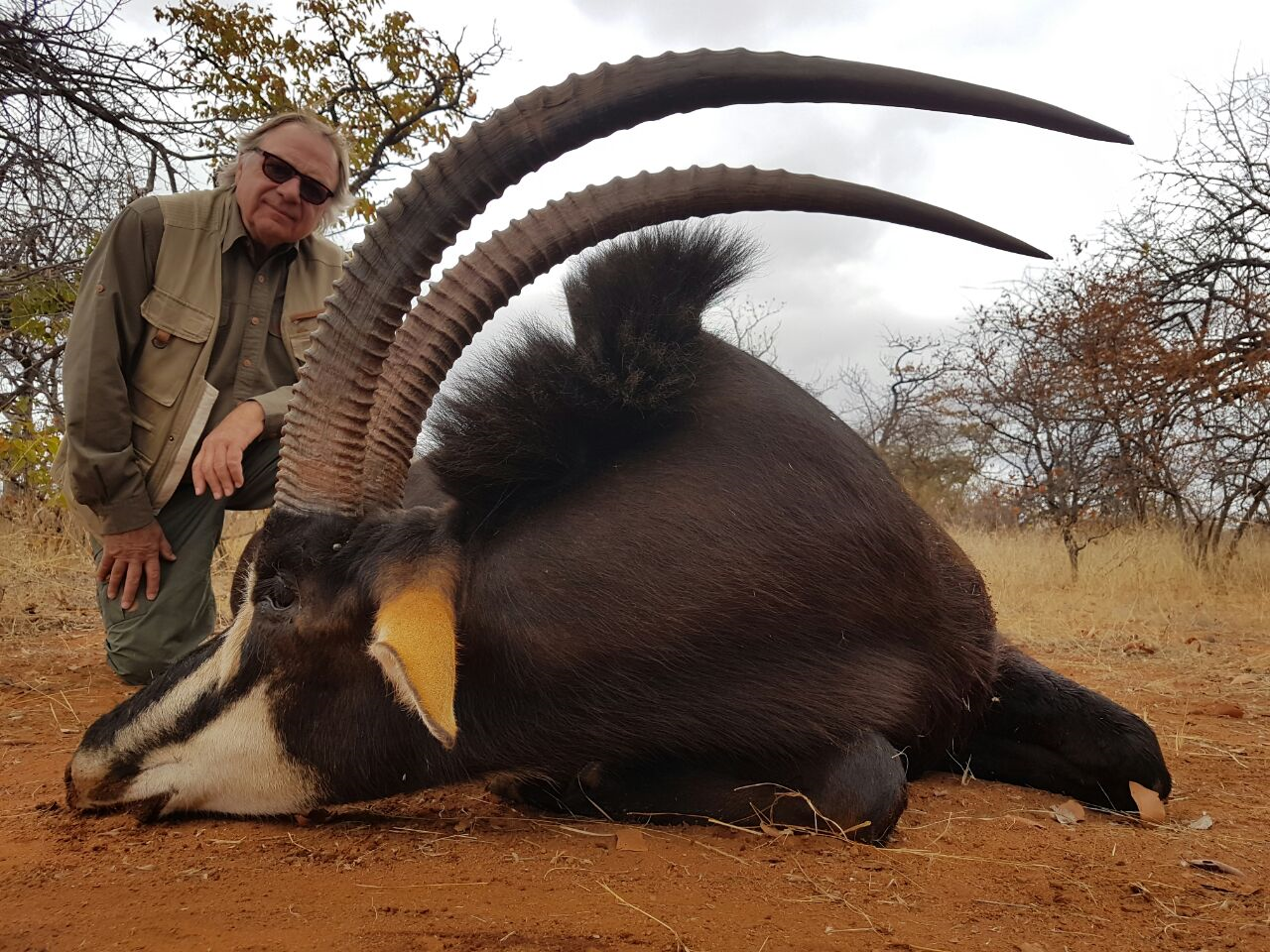 Auf starke Säbelantilopen in Südafrika - Bild 1