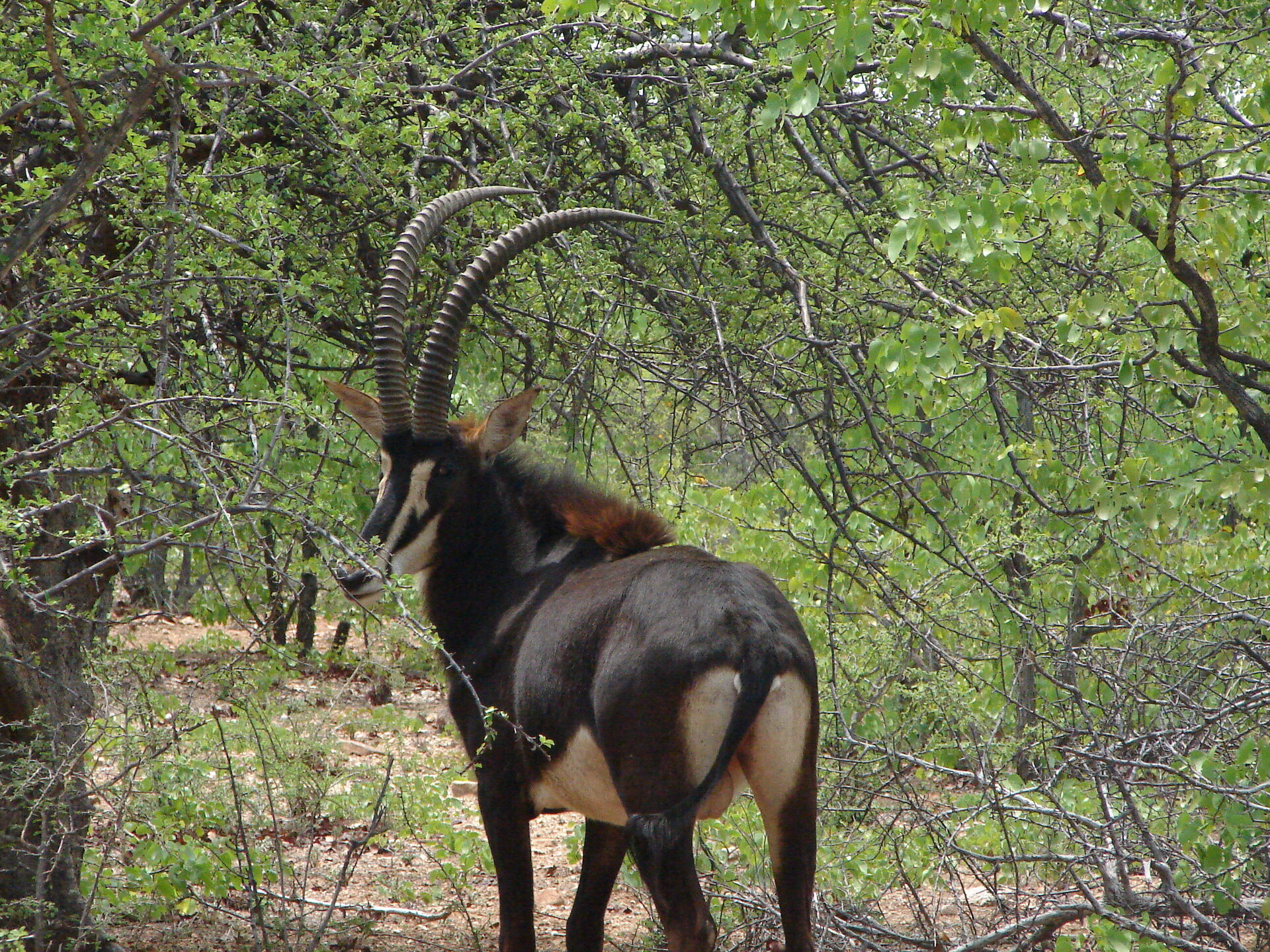 Auf starke Säbelantilopen in Südafrika - Bild 2