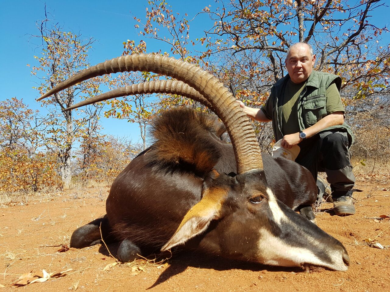 Jagen auf einen starken Rappen- und Roanbullen! - Bild 1