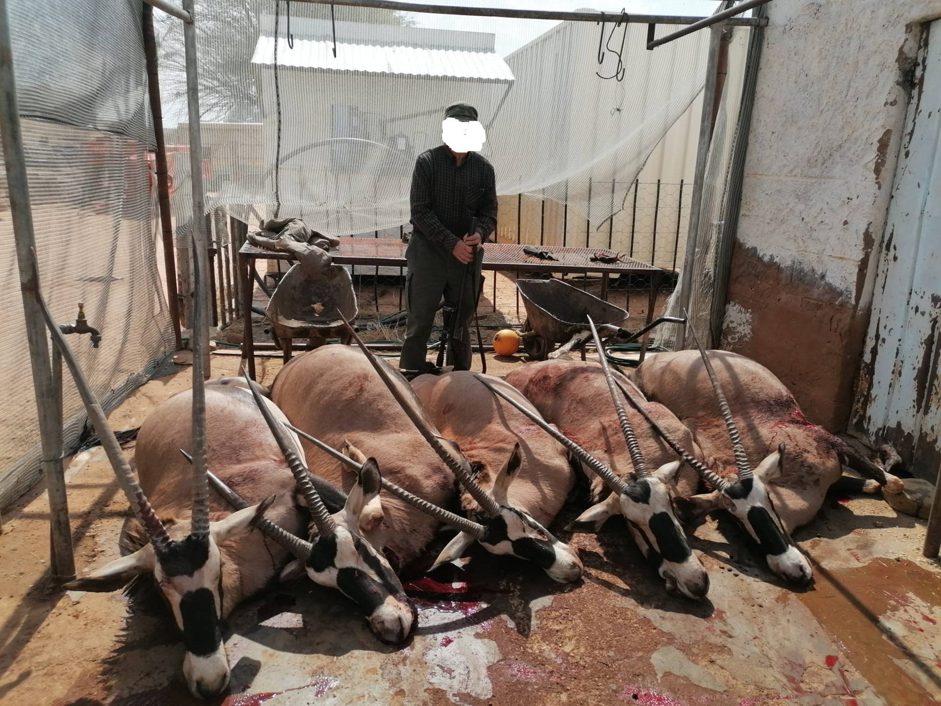 Reduktionsjagd Namibia