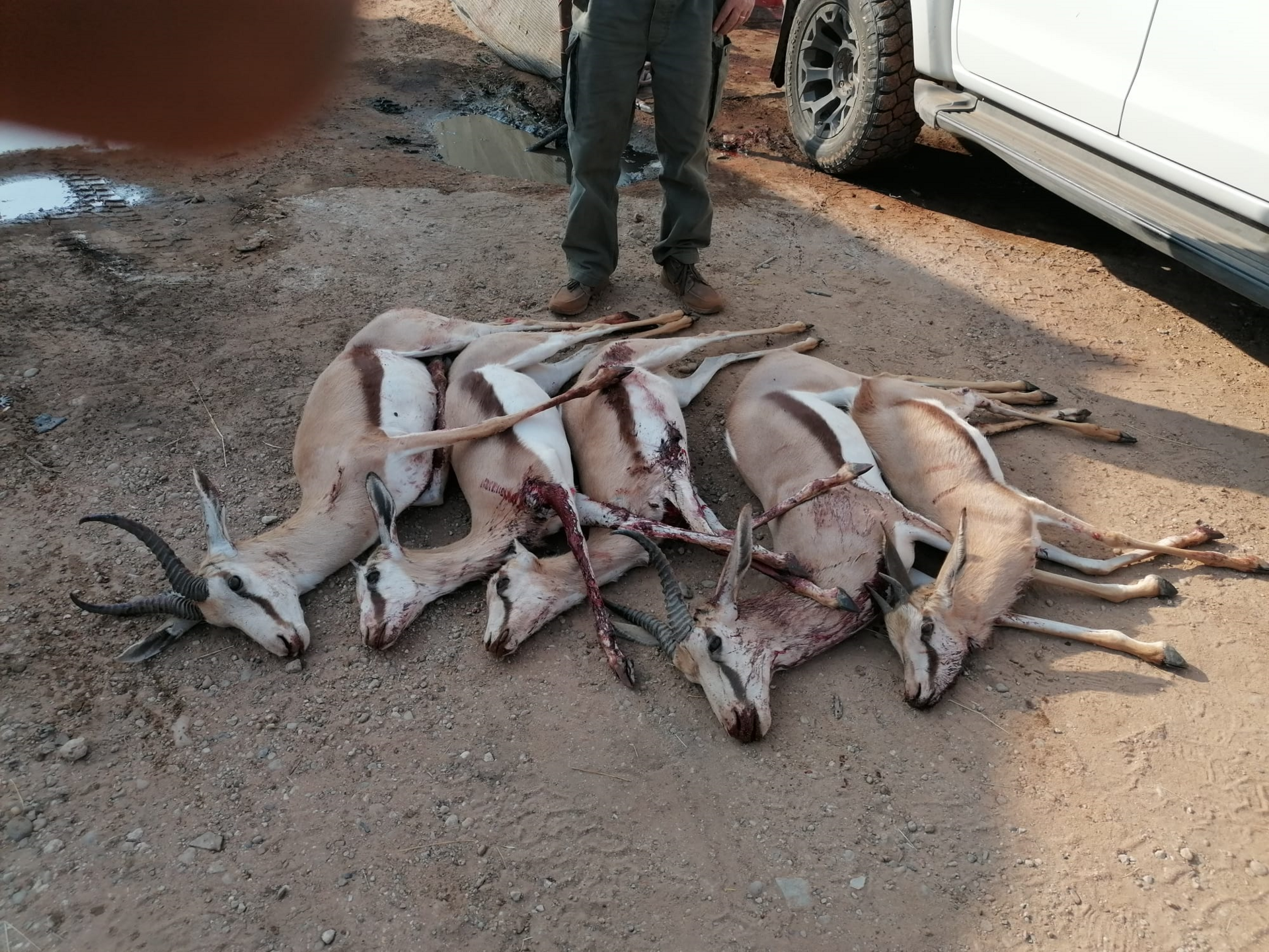 Reduktionsjagd Namibia