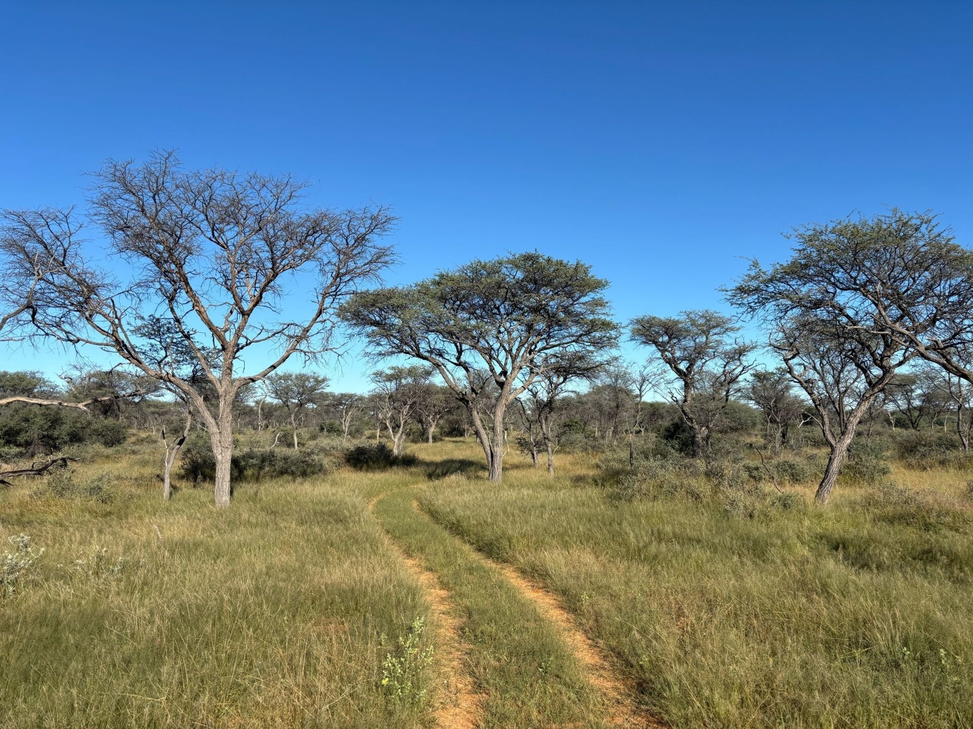 Reduktionsjagd Namibia