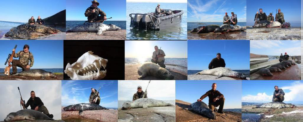 Robbe (Grey Seals) - Finnland (Süden)